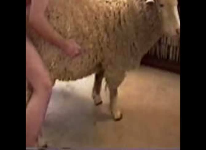 Ебет овцу (428 видео)