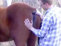 Русский гей zoo sex с лошадью