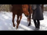 Russian зоо секс с конем на снежной поляне