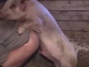 Свинья трахает мужчину в задницу