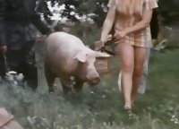 Свинья принимает участие в потрясающем сеансе зоофильского порно